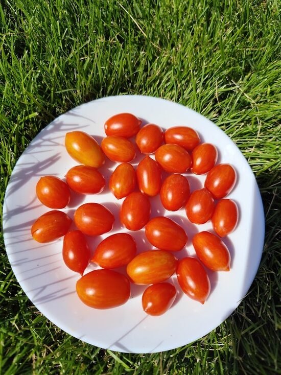 Laura #5 Micro Dwarf 