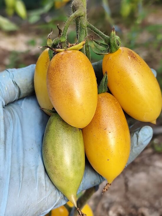 Banana Lemon Singapore