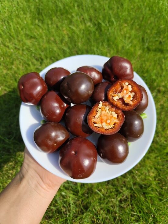 Mini Choc Bell Chilli 