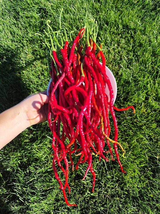 Thunder Mountain Longhorn 
