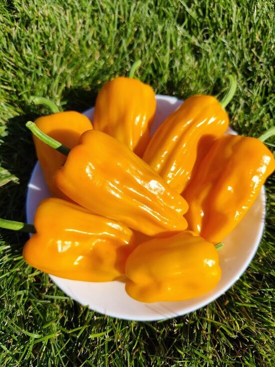 Petit Marseillais Pepper