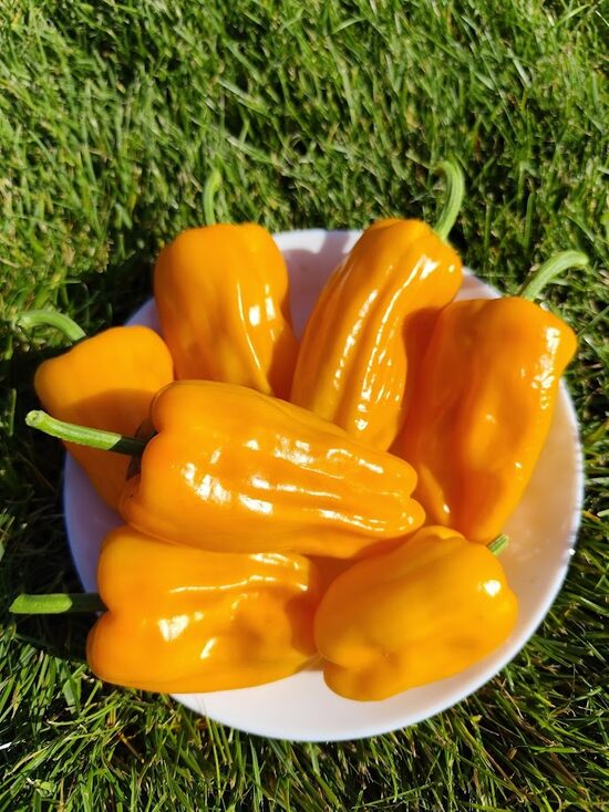 Petit Marseillais Pepper