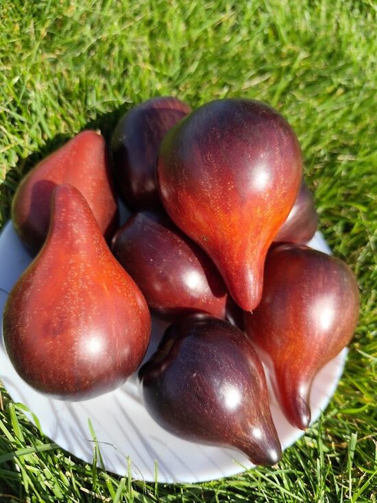 Sophia's Fire Comet (Ognennaya Kometa Sofii)