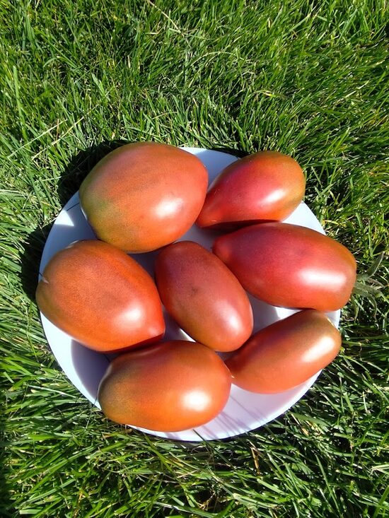  Tony's Italian Plum purple