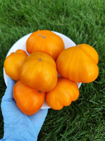 Fire Kiss (Ognennyj Poceluj) V. Alifirovo