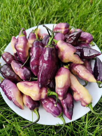 Madame Jeanette x Devil's Tongue White