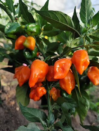  Habanero Francisca Orange