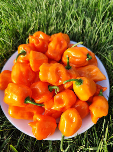  Habanero Francisca Orange