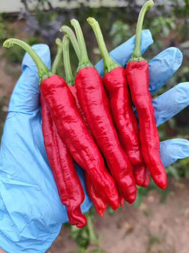 Hot Portugal Red Pepper 