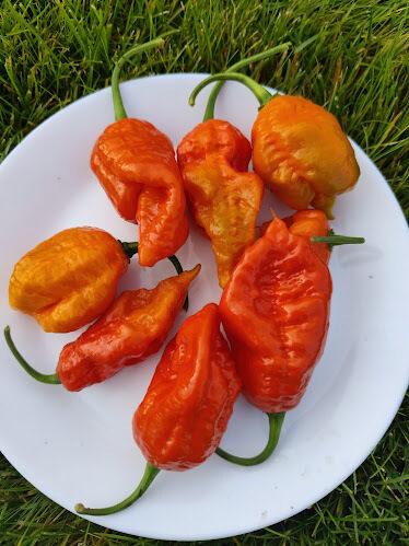 Carolina Reaper 