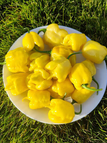 B.O.C. x Primo Cream 