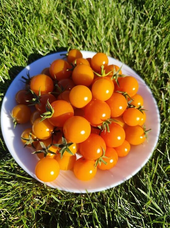 Madeline's Wine Candy 