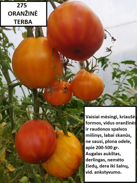 Oranžinė Terba (Peresortas)